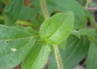 <i>Jaegeria hirta</i> (Lag.) Less. [Asteraceae]