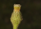 <i>Stenachaenium adenanthum</i> Krasch. [Asteraceae]