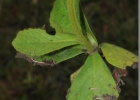 <i>Stenachaenium adenanthum</i> Krasch. [Asteraceae]