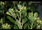 <i>Baccharis angusticeps</i> Dusén [Asteraceae]