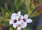 <i>Stevia satureiifolia</i> (Lam.) Sch.Bip. ex Klotzsch [Asteraceae]