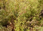 <i>Stevia myriadenia</i> Sch.Bip. ex Baker [Asteraceae]
