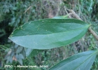 <i>Dasyphyllum tomentosum</i> (Spreng.) Cabrera [Asteraceae]