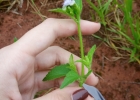 <i>Praxelis clematidea</i> (Griseb.) R.M.King & H.Rob. [Asteraceae]