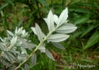 <i>Baccharis montana</i> DC. [Asteraceae]