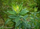 <i>Baccharis montana</i> DC. [Asteraceae]