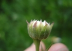 <i>Leptostelma maxima</i> D.Don [Asteraceae]