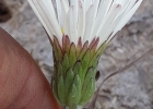 <i>Noticastrum malmei</i> Zardini [Asteraceae]
