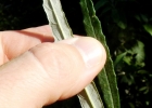 <i>Piptocarpha angustifolia</i> Dusén ex Malme [Asteraceae]