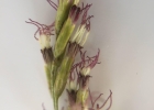 <i>Acanthostyles buniifolius</i> (Hook. & Arn.) R.M.King & H.Rob. [Asteraceae]