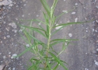 <i>Campovassouria cruciata</i> (Vell.) R.M.King & H.Rob. [Asteraceae]