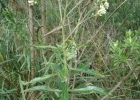 <i>Campovassouria cruciata</i> (Vell.) R.M.King & H.Rob. [Asteraceae]