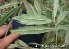 <i>Piptocarpha angustifolia</i> Dusén ex Malme [Asteraceae]