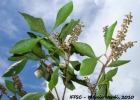 <i>Alseis floribunda</i> Schott [Rubiaceae]