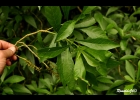 <i>Alseis floribunda</i> Schott [Rubiaceae]