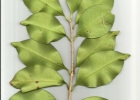 <i>Eugenia umbelliflora</i> O.Berg [Myrtaceae]
