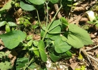 <i>Hebeclinium macrophyllum</i> (L.) DC. [Asteraceae]