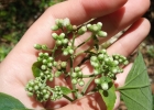 <i>Hebeclinium macrophyllum</i> (L.) DC. [Asteraceae]