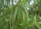 <i>Grazielia serrata</i> (Spreng.) R.M.King & H.Rob. [Asteraceae]
