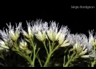 <i>Symphyopappus itatiayensis</i> (Hieron.) R.M.King & H.Rob. [Asteraceae]