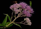 <i>Disynaphia multicrenulata</i> (Sch.Bip. ex Baker) R.M.King & H.Rob. [Asteraceae]