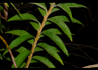 <i>Disynaphia multicrenulata</i> (Sch.Bip. ex Baker) R.M.King & H.Rob. [Asteraceae]