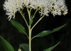 <i>Symphyopappus itatiayensis</i> (Hieron.) R.M.King & H.Rob. [Asteraceae]