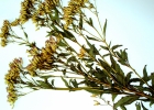 <i>Chromolaena laevigata</i> (Lam.) R.M.King & H.Rob. [Asteraceae]