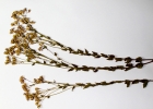 <i>Chromolaena hirsuta</i> (Hook. & Arn.) R.M.King & H.Rob. [Asteraceae]