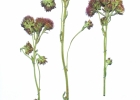 <i>Campuloclinium macrocephalum</i> (Less.) DC. [Asteraceae]