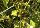 <i>Barrosoa betonicaeformis</i> (DC.) R.M.King & H.Rob. [Asteraceae]