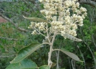 <i>Vernonanthura discolor</i> (Spreng.) H.Rob. [Asteraceae]