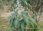 <i>Vernonanthura discolor</i> (Spreng.) H.Rob. [Asteraceae]