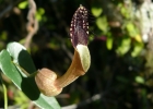 <i>Aristolochia robertii</i> Ahumada [Aristolochiaceae]
