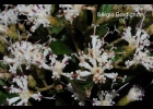 <i>Vernonanthura puberula</i> (Less.) H.Rob. [Asteraceae]
