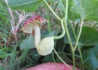 <i>Aristolochia fimbriata</i> Cham. [Aristolochiaceae]