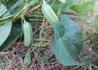 <i>Aristolochia fimbriata</i> Cham. [Aristolochiaceae]