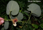 <i>Aristolochia fimbriata</i> Cham. [Aristolochiaceae]