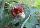 <i>Aristolochia fimbriata</i> Cham. [Aristolochiaceae]