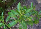<i>Vernonanthura puberula</i> (Less.) H.Rob. [Asteraceae]