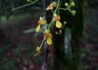 <i>Gomesa loefgrenii</i> (Cogn.) M.W.Chase & N.H.Williams [Orchidaceae]