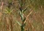 <i>Eupatorium multicrenulatum</i> Sch. Bip. ex Baker [Asteraceae]