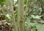 <i>Eupatorium consanguineum</i> DC. [Asteraceae]