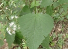 <i>Eupatorium consanguineum</i> DC. [Asteraceae]