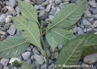 <i>Psychotria myriantha</i> Müll.Arg. [Rubiaceae]