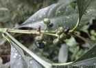 <i>Psychotria myriantha</i> Müll.Arg. [Rubiaceae]