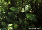 <i>Psychotria brachyceras</i> Müll. Arg. [Rubiaceae]