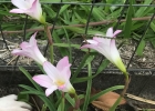 <i>Habranthus robustus</i> (Traub & J.L.Doran) Van Scheepen [Amaryllidaceae]