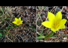 <i>Zephyranthes americana</i> (Hoffmanns.) Ravenna [Amaryllidaceae]