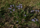 <i>Borreria poaya</i> (A.St.-Hil.) DC. [Rubiaceae]